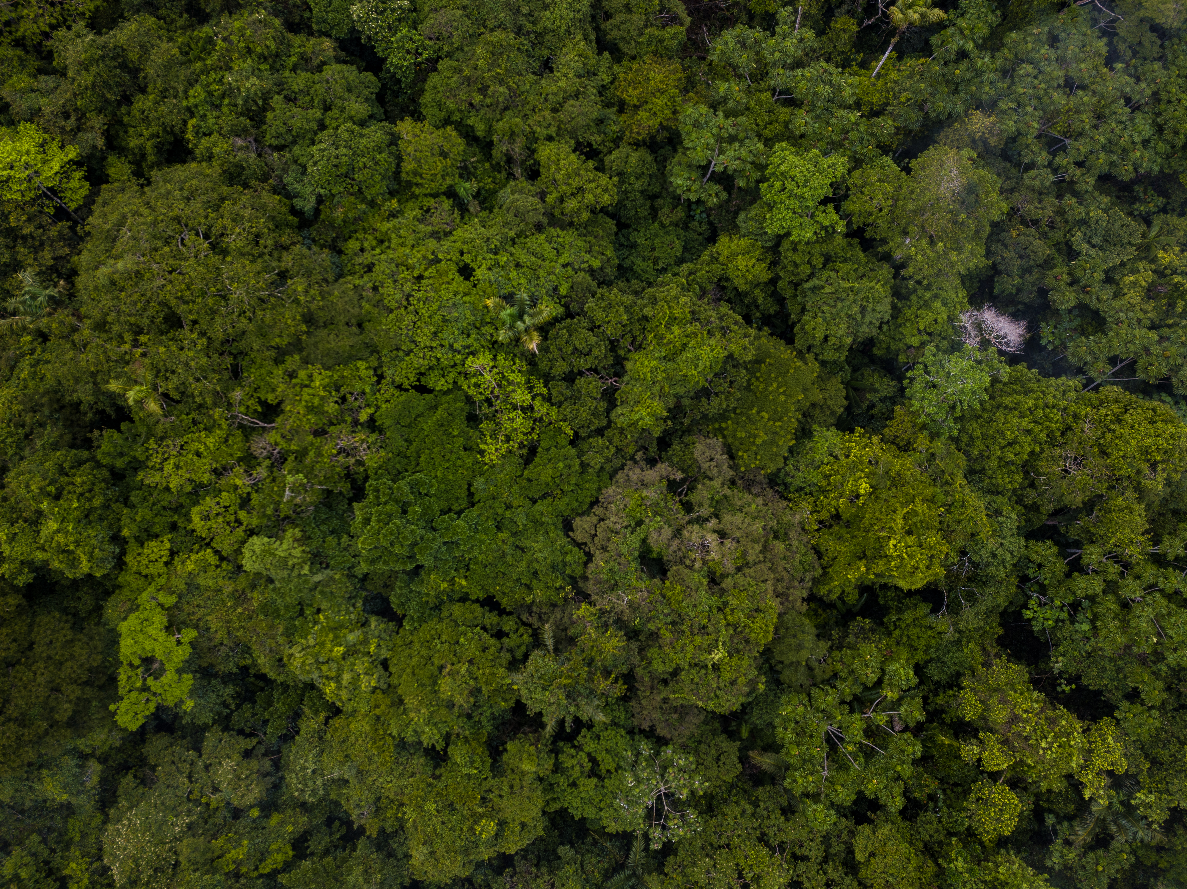 Amazonia colombiana. ©Luis Barreto/ WWF UK.
