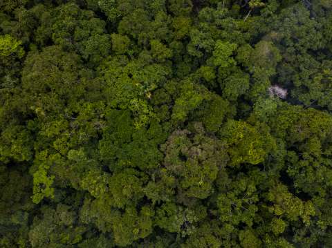 En las zonas más prístinas de la Amazonia, las aves están muriendo