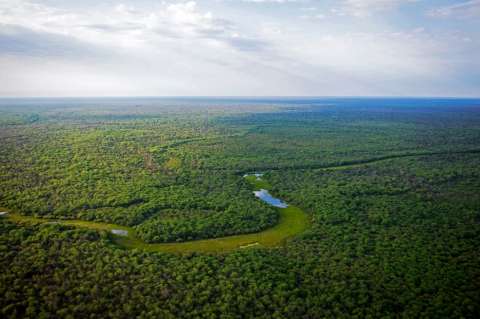 Deforestación en el Gran Chaco: la bomba de carbono que el mundo ignora
