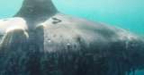 Los tiburones blancos se reúnen en un punto del océano poco estudiado, ¿Por qué?