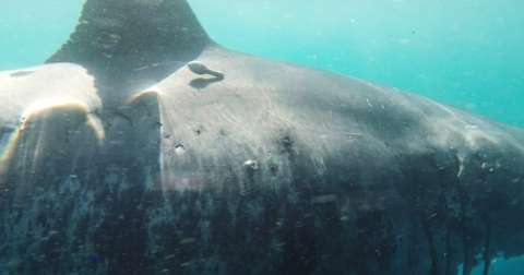 Los tiburones blancos se reúnen en un punto del océano poco estudiado, ¿Por qué?