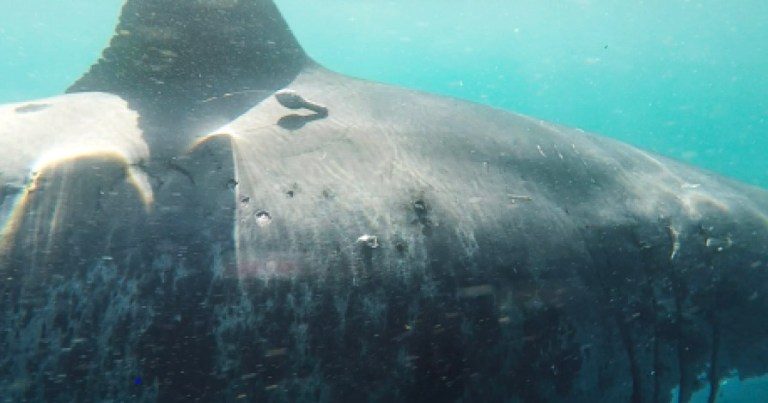 Los tiburones blancos se reúnen en un punto del océano poco estudiado, ¿Por qué?