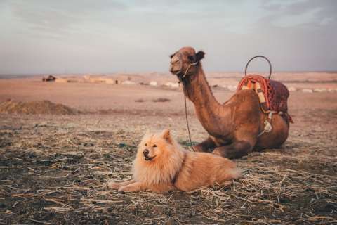 Chía, la perrita colombiana que viaja por el mundo, ¿cuántos países conoce?