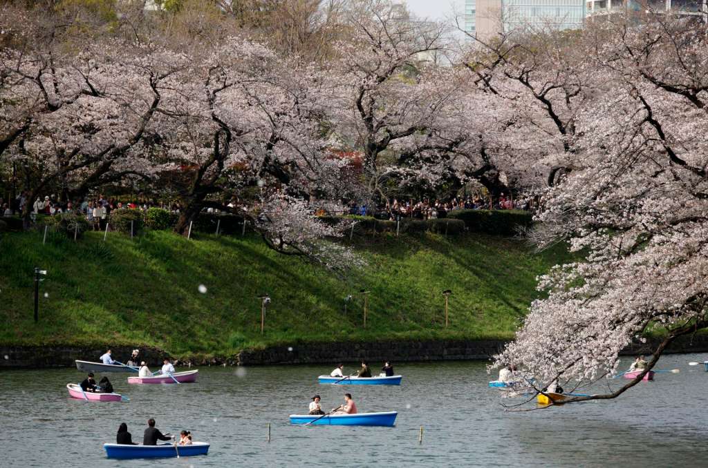 TOKYO (Japan), 30/03/2026.- People rowing boats enjoy the view of cherry blossoms in full bloom at Chidorigafuchi Moat in Tokyo, Japan, 30 March 2026. Cherry blossoms in central Tokyo have reached full bloom slightly earlier than usual this year. (Japón, Tokio) EFE/EPA/FRANCK ROBICHON
