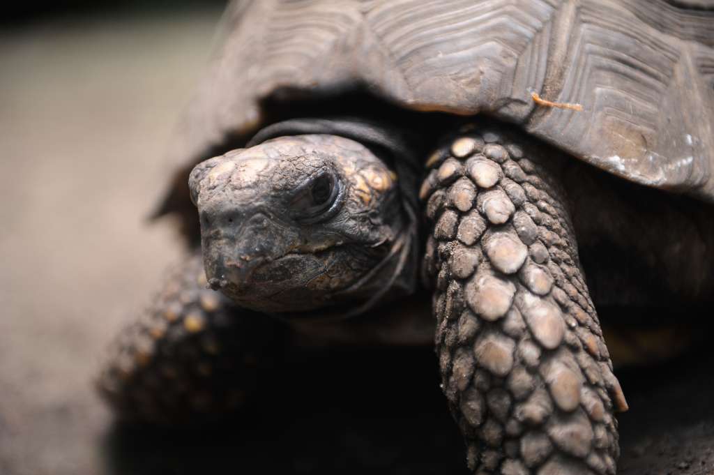 Los reptiles son los animales más traficados en el país, representan el 47 % de los decomisos.