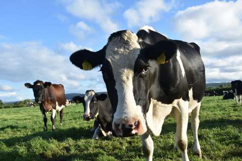 Colombia ahora podrá exportar carne bovina a Israel