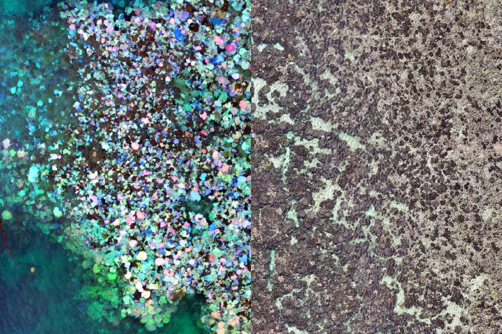 La cartografía con drones revela la mortalidad masiva tras el blanqueamiento del coral en la Gran Barrera de Coral.