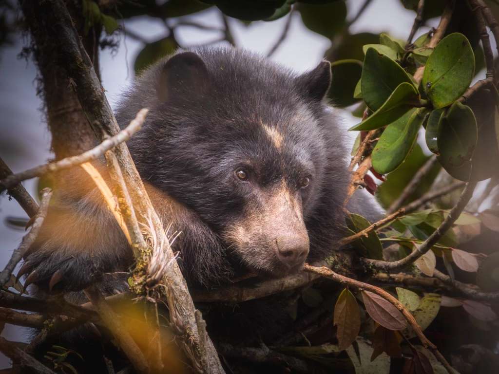 Oso andino