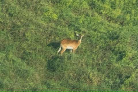 Por primera vez, logran una foto de este raro mamífero, al borde de extinción