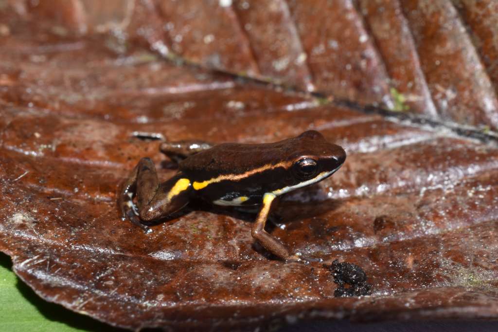 Epipedobates currulao