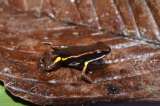 Descubren una nueva especie de rana en Colombia, pero ya está en riesgo