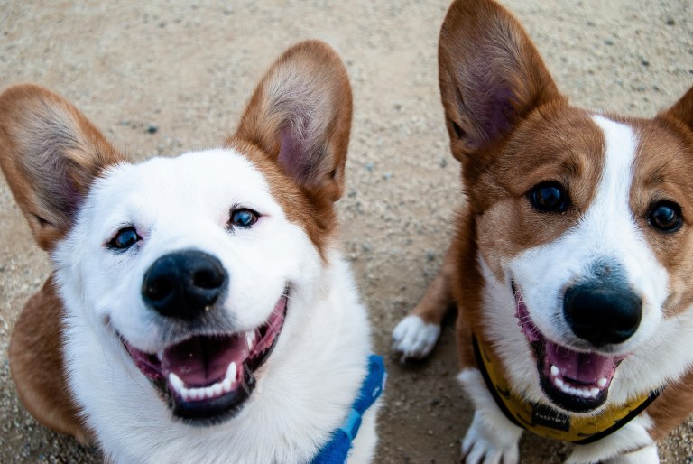 ¿Tiene un perro en casa? Aquí le contamos cinco formas de celebrar su día