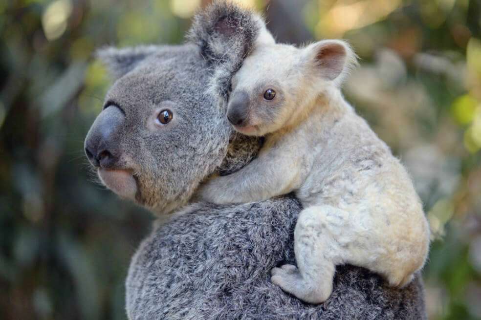 Hasta el momento, se estima que han muerto cerca de mil koalas a causa de los incendios. / EFE