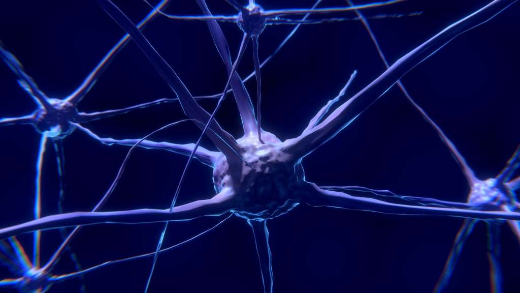 El cerebro manda una ráfaga noradrenalina.