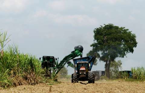 Esperan que la producción de azúcar alcance 2,44 millones de toneladas en 2018