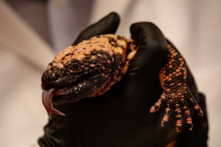 Una misión para curar a los “monstruos” que nos dieron el Ozempic