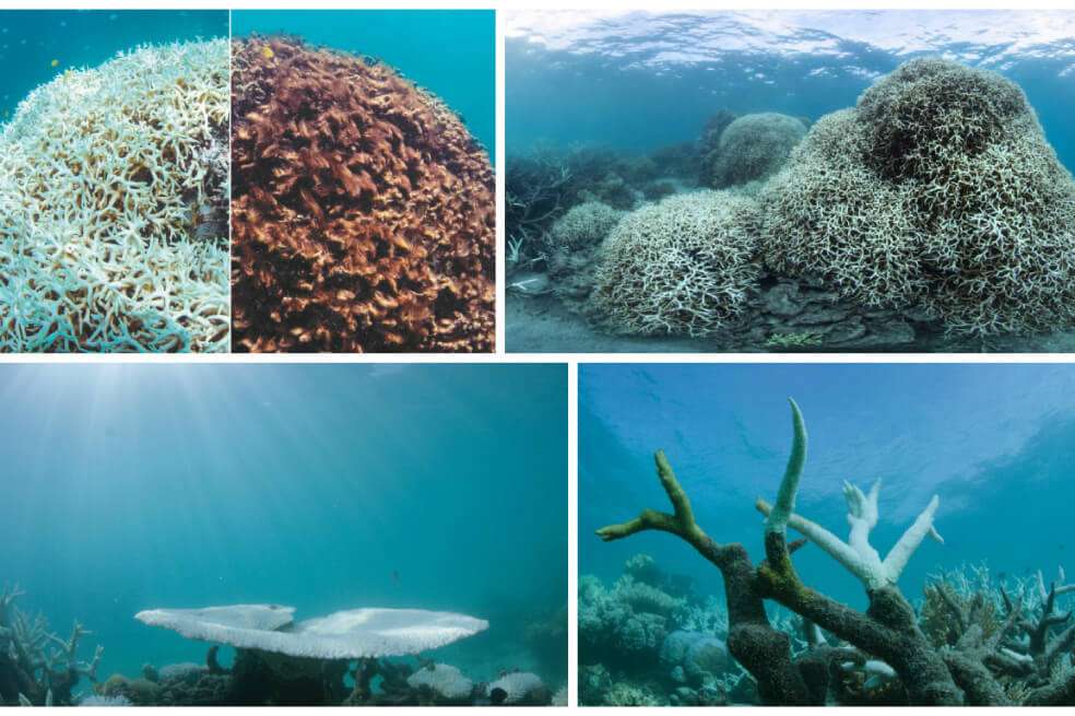 En 2016 La Gran Barrera de Coral de Australia batió el récord de blanqueamiento. Más del 67% de los corales habían muerto en la zona norte de este ecosistema. La crisis sigue aumentando. / EFE