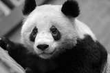 ¿Por qué los ojos de algunos osos panda se están poniendo blancos?