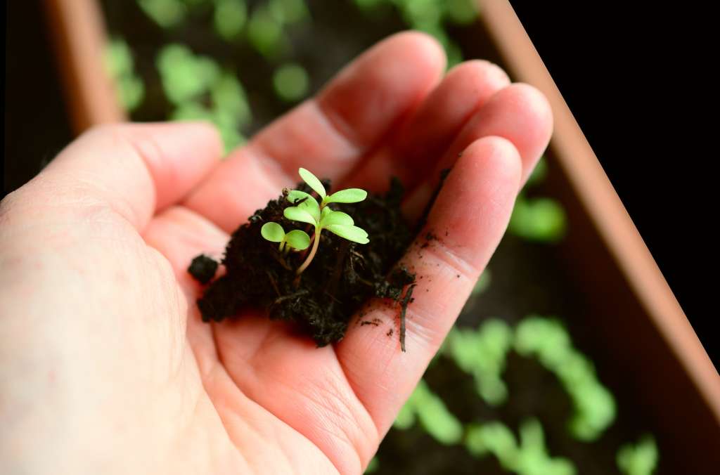 Foto que muestra un pequeña planta sobre un puñado de tierra que es sostenido por la mano de una persona.