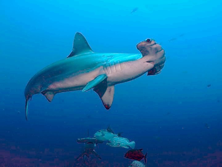 El 37% de las especies de tiburones y rayas están amenazadas de extinción