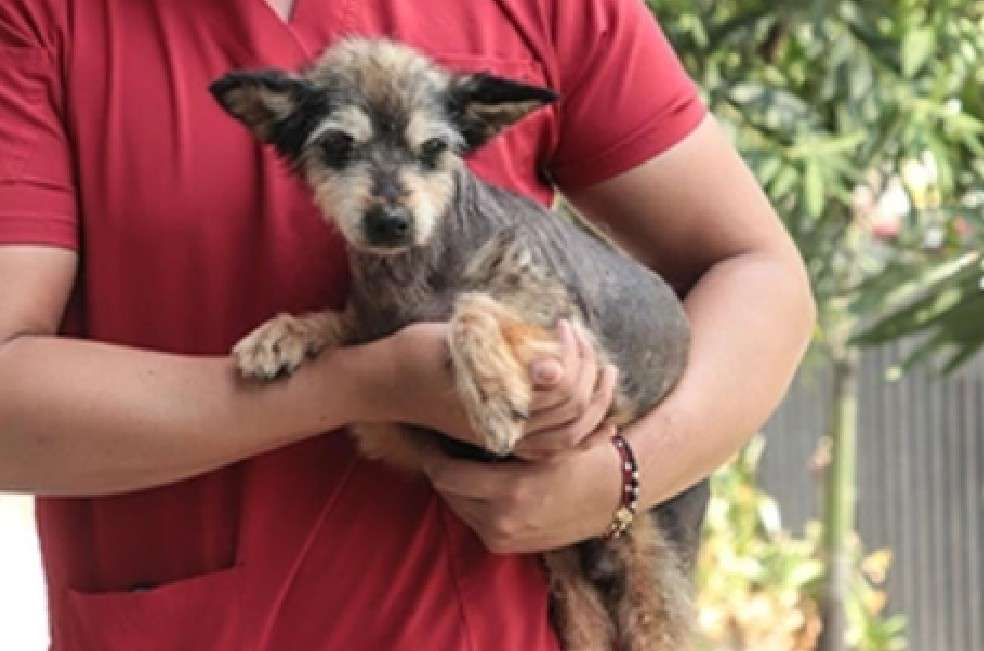 Mallarino fue rescatado en estado crítico a orillas del río Cauca y hoy, recuperado en el Centro de Bienestar Animal de Cali, espera una familia que lo adopte.
