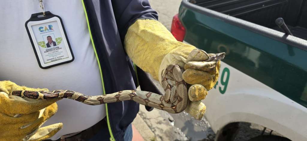 La ciudadanía puede denunciar los casos por tenencia o comercio ilegal de fauna silvestre.