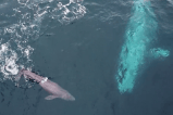 Científicos habrían descubierto los genes que hicieron gigantes a las ballenas