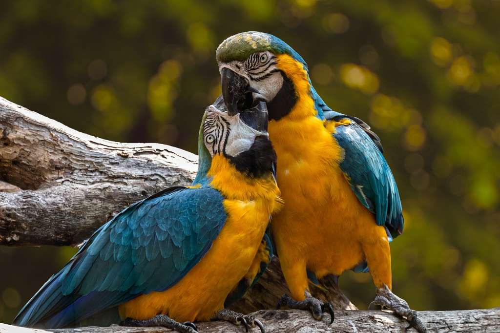 ¿Por qué no debería tener loros, guacamayas y pericos como mascotas?
