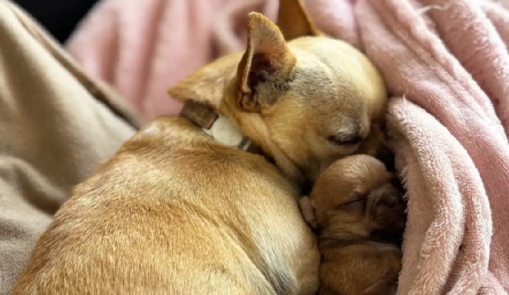 La familia, encantada con la sorpresa, ya decidió que la cachorra se quedará con ellos. “Está sana, es adorable y hoy abrió los ojos.
