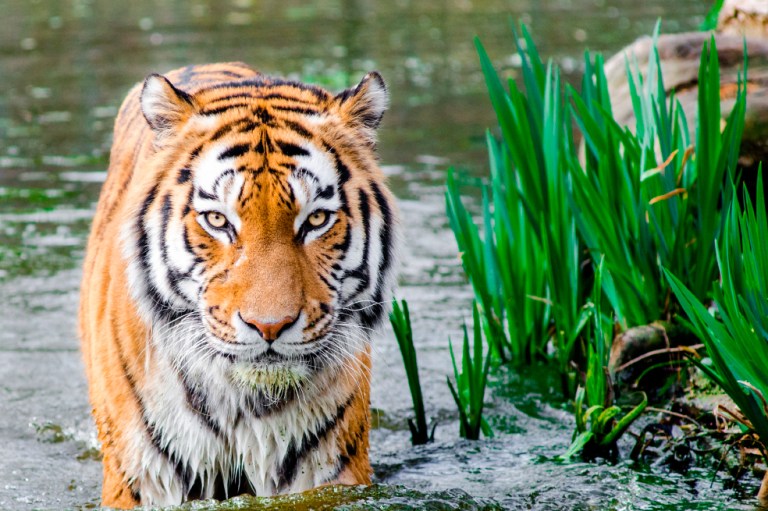 Tigre escapó de la Hacienda Napoles y tuvo que ser sacrificado