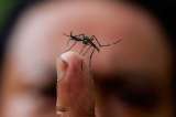 Personas asintomáticas transmiten el dengue a mosquitos