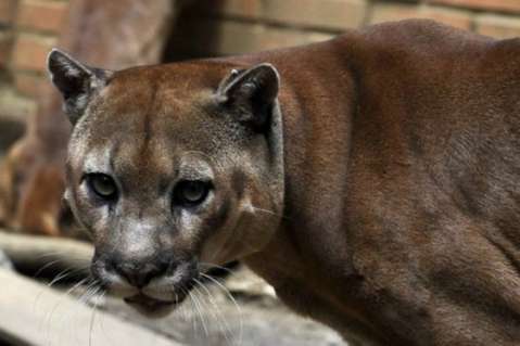 Autoridades ambientales confirmaron presencia de felinos en El Dovio, Valle