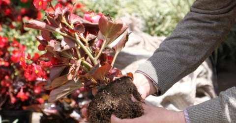 No cometa este error al trasplantar sus plantas: claves para que no mueran