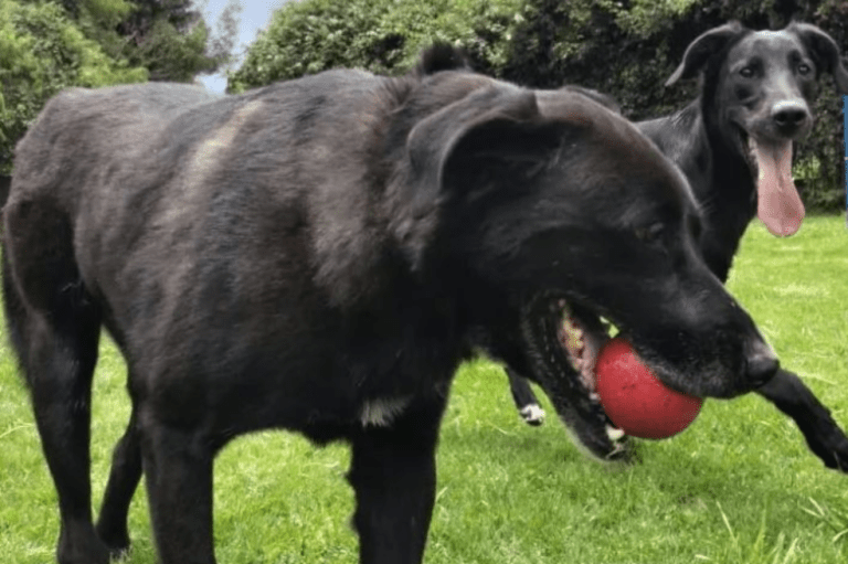 ¡Anímese y adopte! Estos perros y gatos buscan un hogar en Bogotá