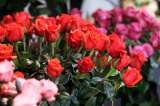 ¿Busca plan con su pareja para San Valentín? Bogotá ofrece conciertos, cenas y más