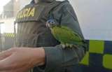 Rescatan loro cabeciazul que iba a ser comercializado en la terminal de buses de Pasto