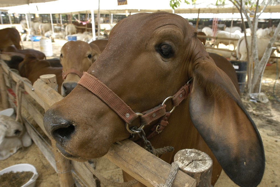 China es el primer importador de carne bovina congelada en el mundo, con una participación en el mercado mundial del 43 %.