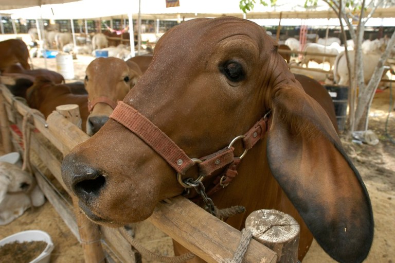 Así avanza la primera exportación de carne colombiana a China