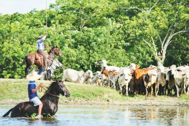 La escasez de agua y el peligro de los peces debido a la producción de carne.