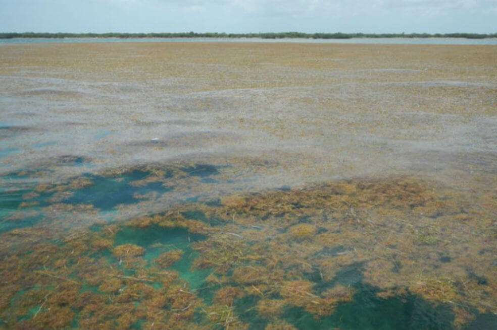 Algas marrones en los Cayos de Florida. / Brian Lapointe,