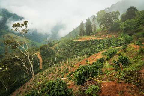 Poca biodiversidad, el negativo legado que dejó el cambio de uso del suelo