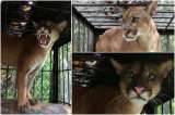 Rescataron a un puma que acechaba animales domésticos en Urabá