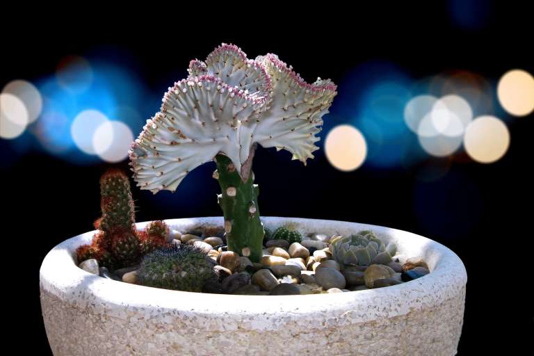 La Euphorbia lactea var. cristata destaca por desarrollar una llamativa cresta ondulada en la parte superior, que puede presentar tonos verdes, blancos, rosados, amarillos o violetas. Aunque su apariencia puede hacerla pasar por un cactus, en realidad pertenece a la familia de las euforbiáceas, por lo que no es un cactus propiamente dicho.