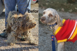 El antes y después de Larry: un perrito que vivió en la calle durante ocho meses