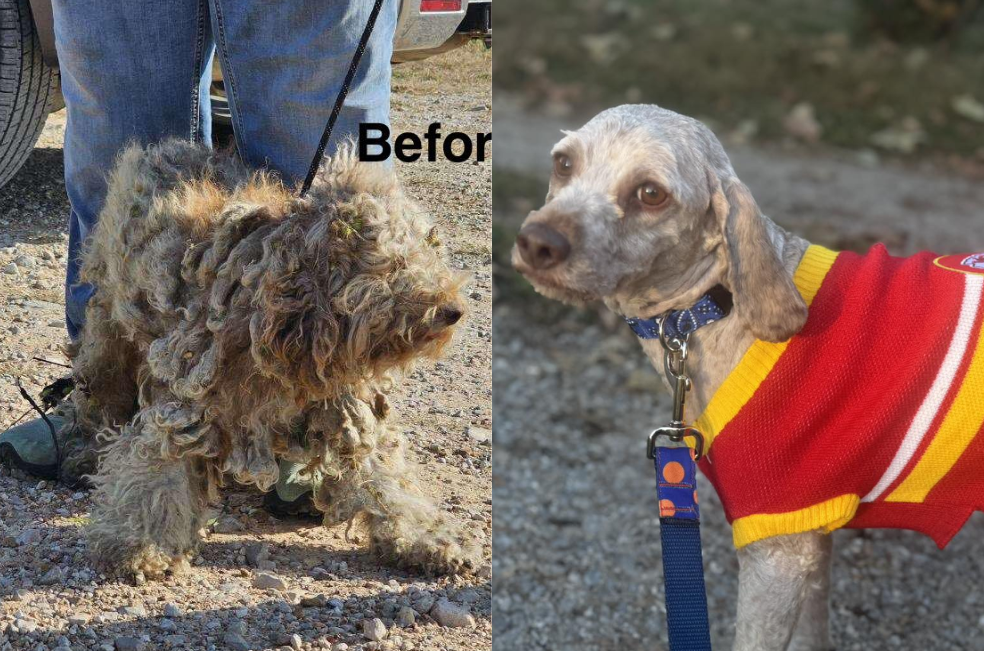 El antes y después de Larry: un perrito que vivió en la calle durante ocho meses
