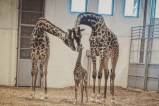 Jirafa murió después de fracturarse el cuello en un zoológico de Estados Unidos