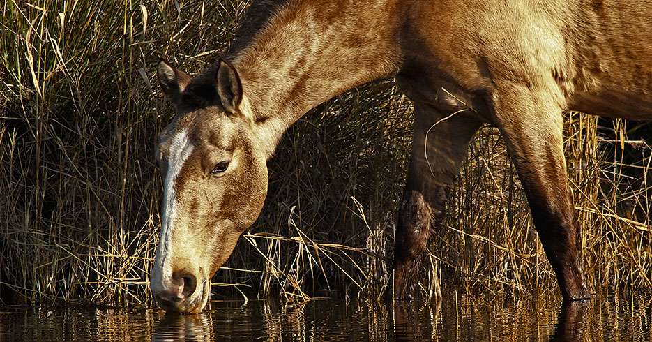 Julio, mes del caballo: época para sellar negocios