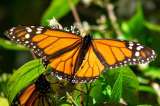 Deforestación afecta hábitat de mariposa monarca