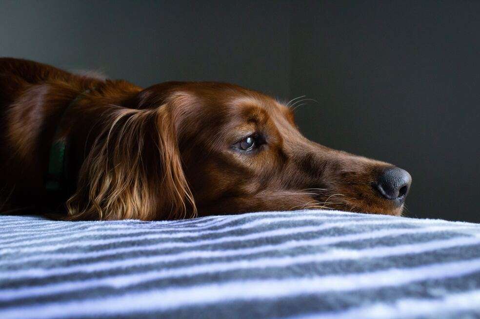 Ola de calor en perros