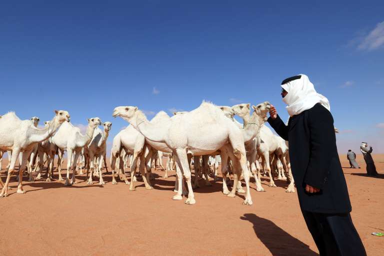 Saudi herder Mansour al-Qatula is pictured next to his animals during the annual King Abdulaziz Camel Festival in Rumah desert, northeast of the Saudi capital Riyadh, on January 10, 2023. - Qatula uses a mode of communication with camels, known as Alheda'a which was recently inscribed on UNESCO's list of intangible cultural heritage, highlighting the deep traditional connection between camels and inhabitants of the Arabian Peninsula. (Photo by Fayez Nureldine / AFP)